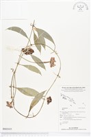 登錄號:BS02435藏品圖，第1張