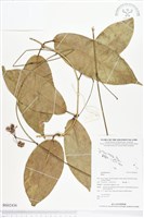 登錄號:BS02436藏品圖，第1張