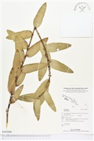 登錄號:BS02438藏品圖，第1張