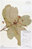 瓊崖海棠、胡桐藏品圖，第1張