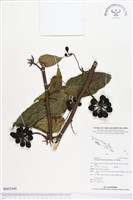 香水樹藏品圖，第1張