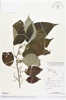 登錄號:BS02441藏品圖，第1張