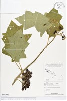 登錄號:BS02442藏品圖，第1張