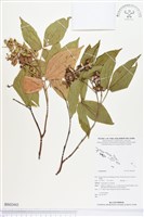 登錄號:BS02443藏品圖，第1張