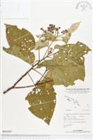 登錄號:BS02445藏品圖，第1張