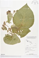 登錄號:BS02446藏品圖，第1張