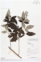 登錄號:BS02447藏品圖，第1張