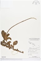 長穗木藏品圖，第1張