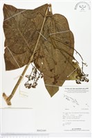 登錄號:BS02449藏品圖，第1張