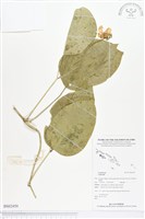 登錄號:BS02450藏品圖，第1張