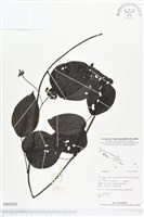 登錄號:BS02452藏品圖，第1張