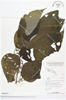 登錄號:BS02453藏品圖，第1張