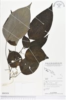 登錄號:BS02454藏品圖，第1張