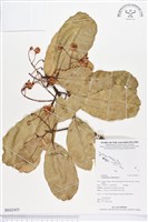 瓊崖海棠、胡桐藏品圖，第1張