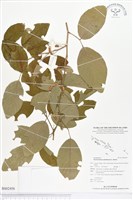 白木蘇花藏品圖，第1張