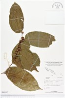 登錄號:BS02457藏品圖，第1張