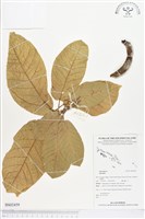 登錄號:BS02459藏品圖，第1張