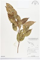 登錄號:BS02460藏品圖，第1張