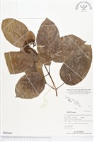 登錄號:BS02461藏品圖，第1張