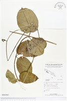 登錄號:BS02462藏品圖，第1張