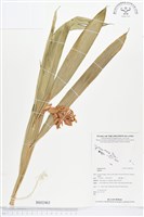 登錄號:BS02463藏品圖，第1張
