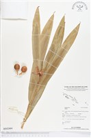 登錄號:BS02464藏品圖，第1張