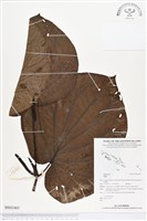 登錄號:BS02465藏品圖，第1張