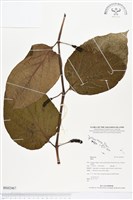 登錄號:BS02467藏品圖，第1張