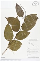 登錄號:BS02468藏品圖，第1張