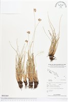 登錄號:BS02469藏品圖，第1張