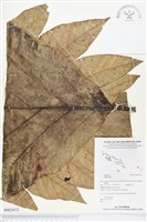 登錄號:BS02472藏品圖，第1張