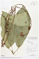 登錄號:BS02473藏品圖，第1張