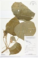 登錄號:BS02474藏品圖，第1張