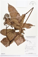 登錄號:BS02475藏品圖，第1張