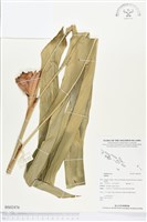 登錄號:BS02476藏品圖，第1張