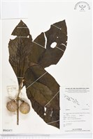 登錄號:BS02477藏品圖，第1張