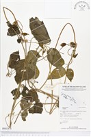 登錄號:BS02478藏品圖，第1張