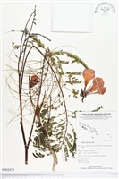 鳳凰木藏品圖，第1張