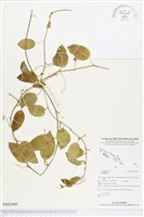 登錄號:BS02480藏品圖，第1張