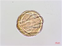 登錄號:BS02480藏品圖，第2張