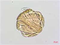 登錄號:BS02480藏品圖，第3張