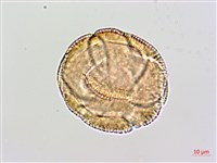 登錄號:BS02480藏品圖，第4張