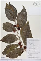 羅庚果藏品圖，第1張