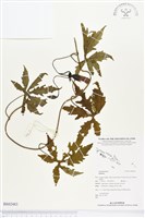 登錄號:BS02483藏品圖，第1張