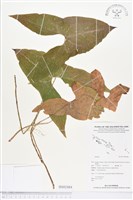 登錄號:BS02484藏品圖，第1張