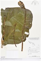 登錄號:BS02485藏品圖，第1張