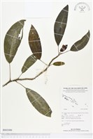 登錄號:BS02486藏品圖，第1張