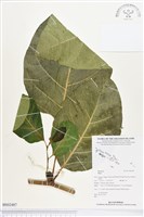 登錄號:BS02487藏品圖，第1張