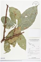 登錄號:BS02488藏品圖，第1張