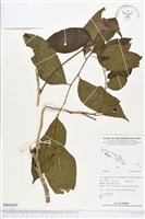 登錄號:BS02489藏品圖，第1張